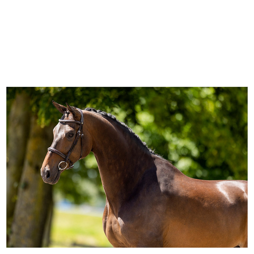 BR Hunter hoofdstel Oxford