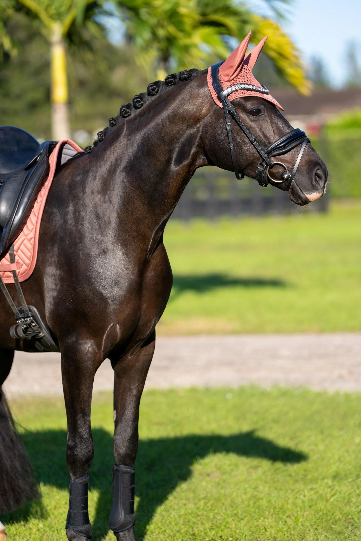 Equestrian Stockholm Modern Oornetje