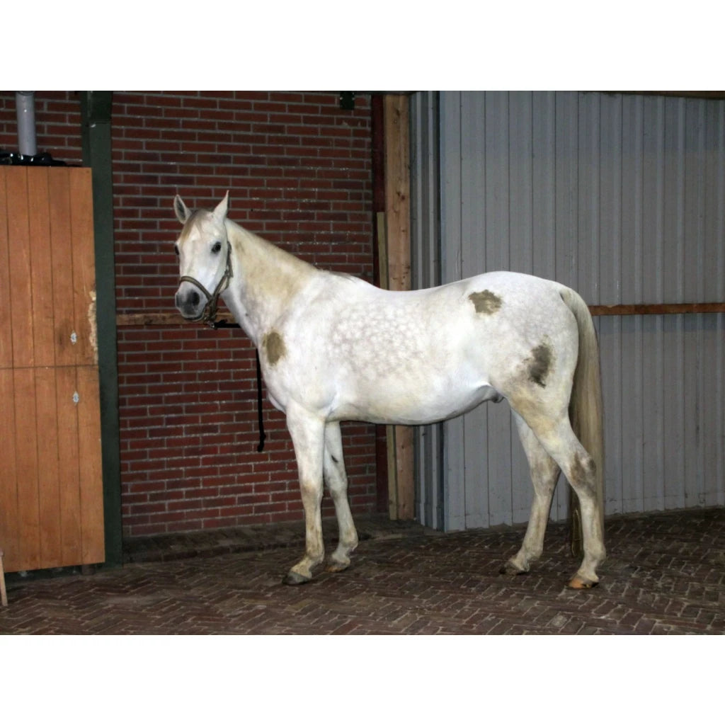 Excellent Horse Hi Gloss Clean Spray