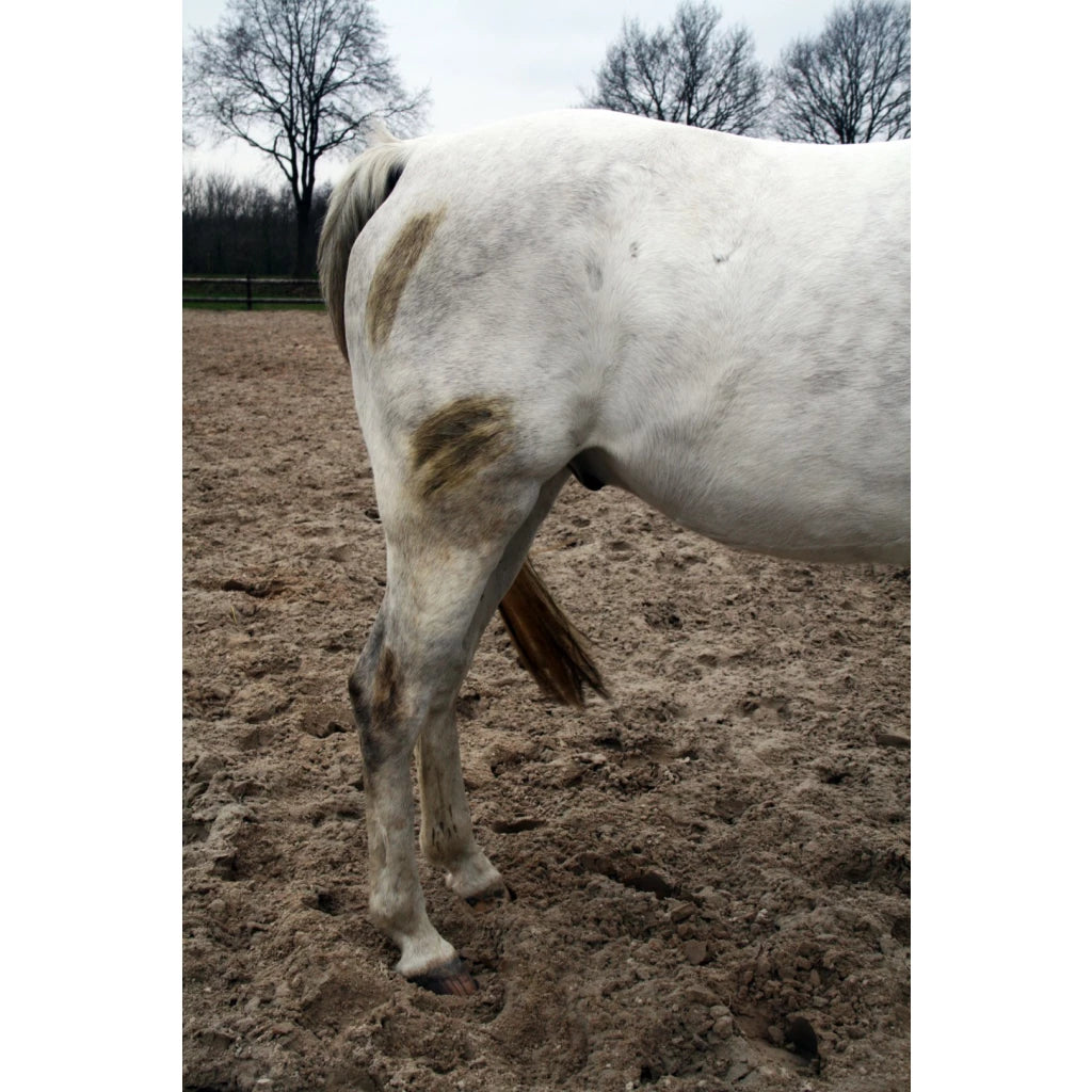 Excellent Horse Hi Gloss Clean Spray