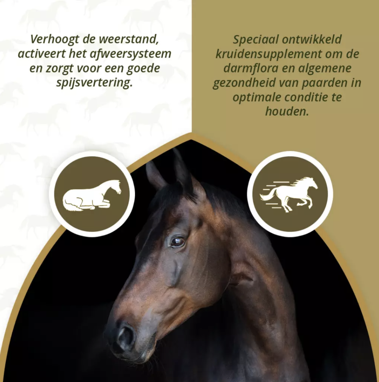 Excellent Horse Parax