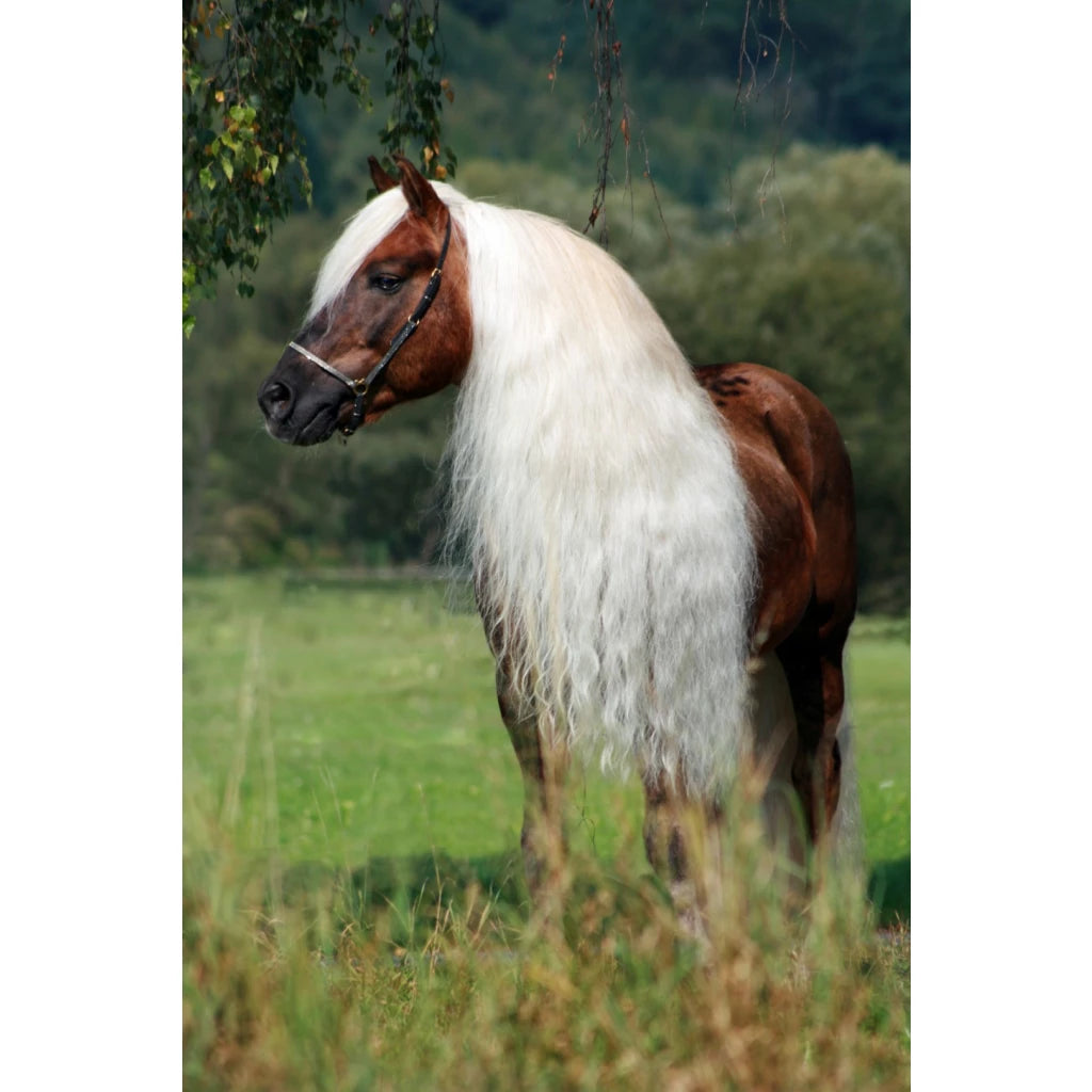 Excellent Horse Hi Gloss Spray 500ML