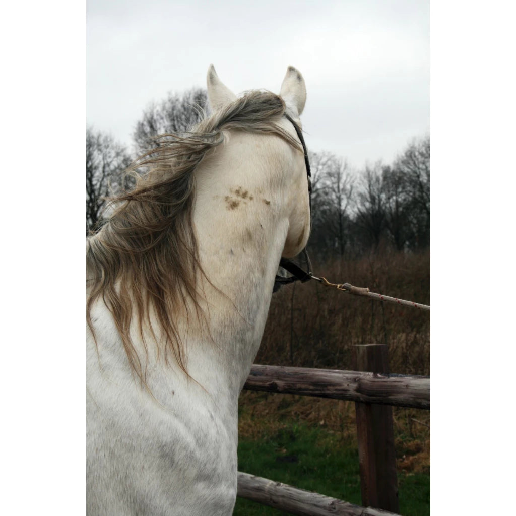 Excellent Horse Hi Gloss Clean Spray