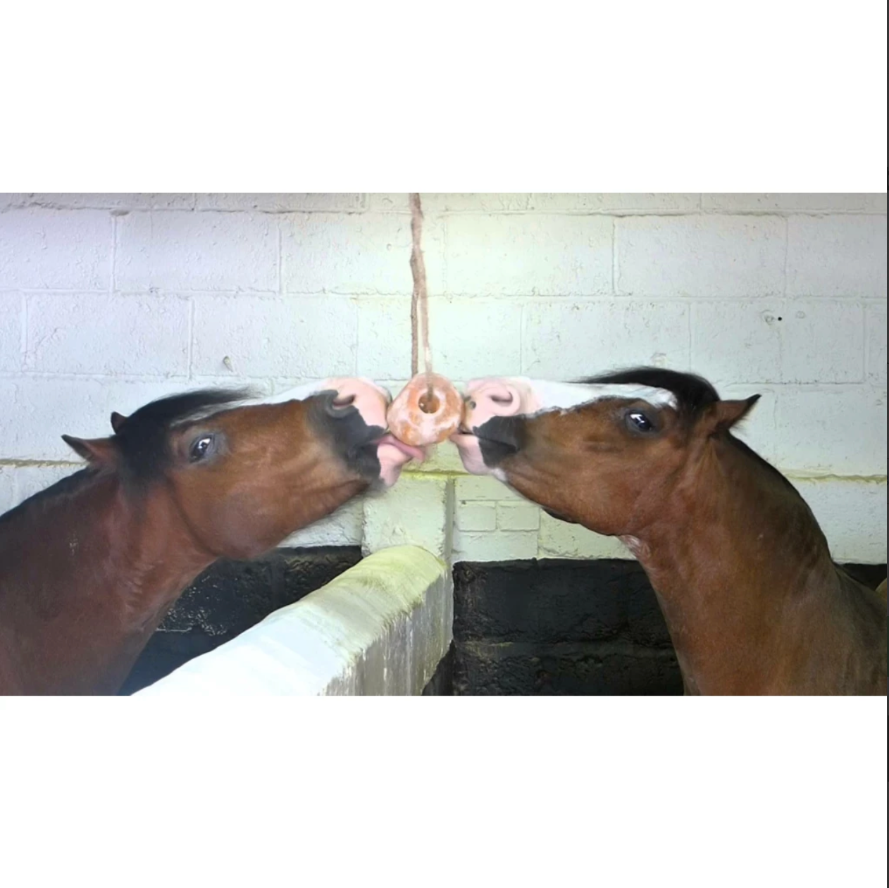Excellent Horse Himalaya Zout Liksteen