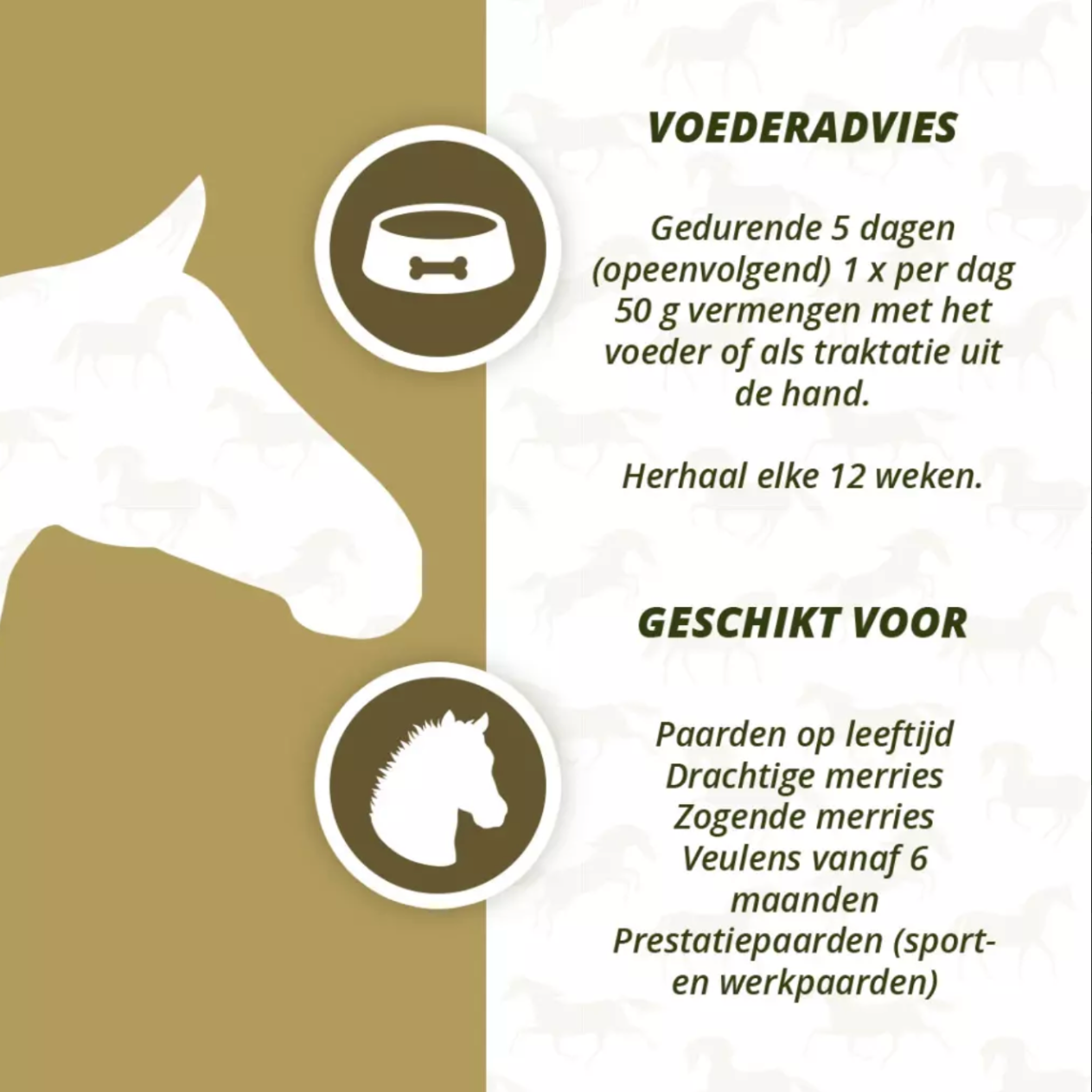 Excellent Horse Parax