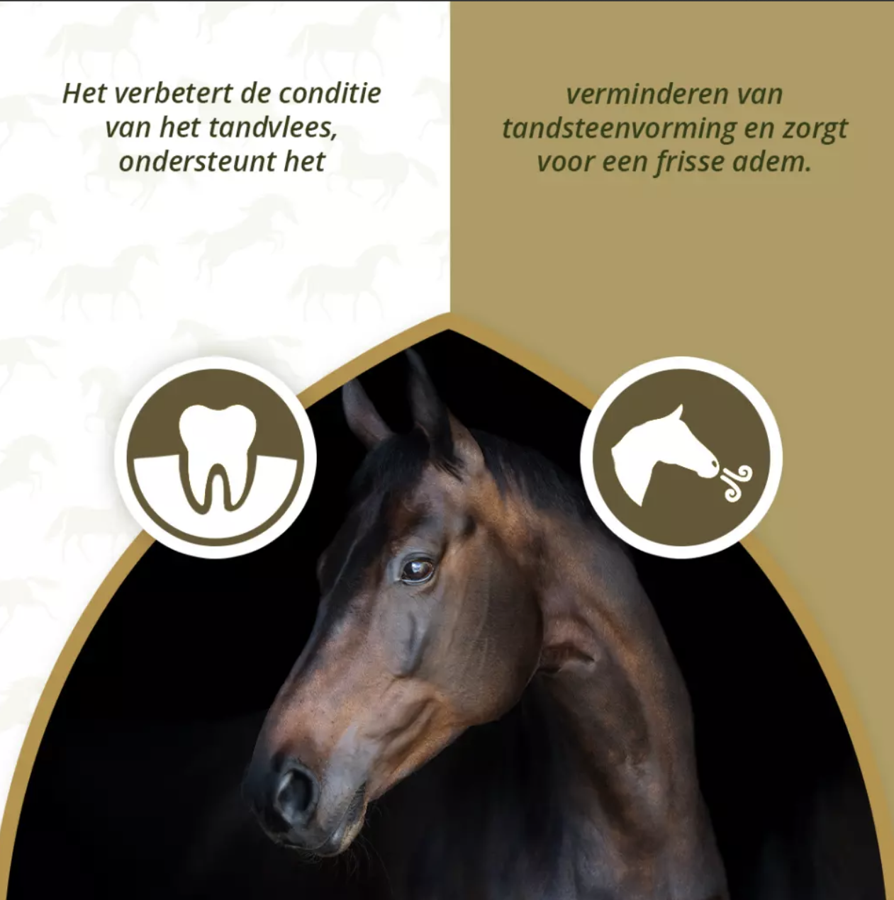 Excellent Horse Dental Care