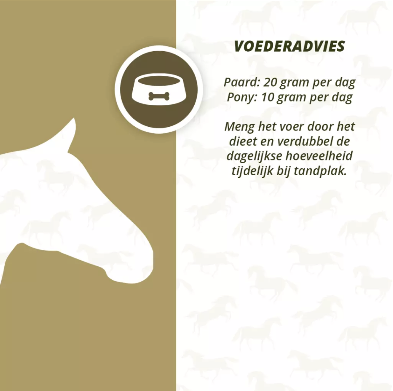 Excellent Horse Dental Care